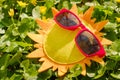 Sun summer sunglasses yellow concept,  background grass Royalty Free Stock Photo