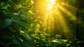 Sun sunburst in the morning in green summer forest, beautiful nature background Royalty Free Stock Photo