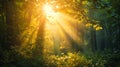 Sun sunburst in the morning in green summer forest, beautiful nature background Royalty Free Stock Photo