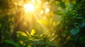 Sun sunburst in the morning in green summer forest, beautiful nature background Royalty Free Stock Photo