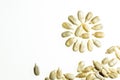 Sun from sunflower seeds white background isolated Royalty Free Stock Photo