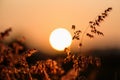 Sun at sunset in field flower grass Royalty Free Stock Photo