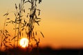 Sun at Sunset Shining through Dry Grass Royalty Free Stock Photo
