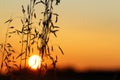 Sun at Sunset Shining through Dry Grass