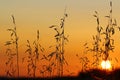 Sun at Sunset Shining through Dry Grass