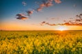 Sun At Sunset Sunrise Over Horizon Of Spring Flowering Canola, R Royalty Free Stock Photo