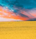 Sun At Sunset Sunrise Over Horizon Of Spring Flowering Canola, Rapeseed, Oilseed Field. Blossom Of Canola Yellow Flowers Royalty Free Stock Photo