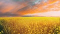 Sun At Sunset Sunrise Over Horizon Of Spring Flowering Canola, Rapeseed, Oilseed Field Meadow Grass. Blossom Of Canola Royalty Free Stock Photo
