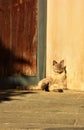 Sun Tanning Cat