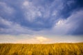 The sun is about to set over a golden field, symmetrically opposed to a wonderful blue sky