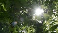 Sun in tree branches