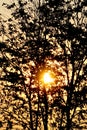 Sun and tree silhouette, Sunset sky Royalty Free Stock Photo