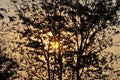 Sun and tree silhouette, Sunset sky Royalty Free Stock Photo