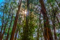 Sun and trees in Dandenong ranges, Victoria, Australia Royalty Free Stock Photo