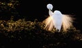 Dancing egret bird-3 Royalty Free Stock Photo