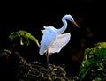 Dancing egret bird Royalty Free Stock Photo