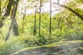 Sun through trees overgrown with moss in dense rainforest. Morning fog in a dense green forest Royalty Free Stock Photo