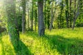 Sun through trees overgrown with moss in dense rainforest