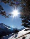 Sun and trees in winter mountains