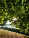 sun trough trees