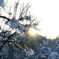 Sun trought snowy tree branch. Morning sunrise, sunshine at winter Royalty Free Stock Photo