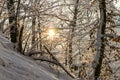 Sun trought snowy tree branch. Morning sunrise, sunshine at winter Royalty Free Stock Photo