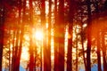 Sun in the trunks of pine trees, sunset Royalty Free Stock Photo