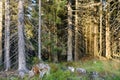 The sun is trying to penetrate the dark forest in early autumn in Sumava National Park, Czechia, Europe