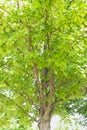 A Sun Valley Red Maple tree Royalty Free Stock Photo