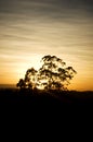 The sun was setting behind a big tree near the guarapiranga dam. Royalty Free Stock Photo