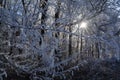 The sun, which can be seen through blue frozen branches Royalty Free Stock Photo