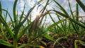 The sun will enter through the leaves of garlic in the garden