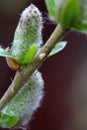 spring flowers buds vegetation flowering desktop wallpaper Royalty Free Stock Photo