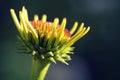 Sun Worship Echinacea Bloom Heliantheae Macro Royalty Free Stock Photo