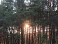 the sun& x27;s rays break through the trees