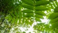 Leaves of Manchurian walnut in the sun Royalty Free Stock Photo