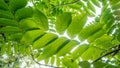 Leaves of Manchurian walnut in the sun Royalty Free Stock Photo