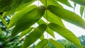 Leaves of Manchurian walnut in the sun Royalty Free Stock Photo