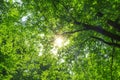 Sun's rays make their way through the tree crowns on a summer day.