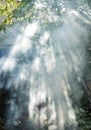 Sun's rays penetrate through the leaves and smoke