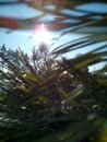 The sun's rays penetrate the pine needles