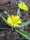 The sun yellow flowers close-upÃ¯Â¼ÂTaraxacum mongol Royalty Free Stock Photo