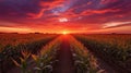sunagriculture corn field sunset Royalty Free Stock Photo