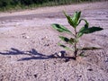 Sunbaked soil Royalty Free Stock Photo