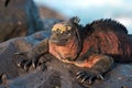 Sunbath of a Marine iguana Royalty Free Stock Photo
