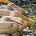 Sunbath Royalty Free Stock Photo