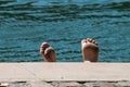 Sunbather in Paris Royalty Free Stock Photo