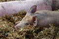 Sunbathin pig, Germany Royalty Free Stock Photo