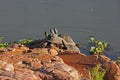 Sunbathing African Helmeted Turtles (Pelomedusa subrufa) 13509 Royalty Free Stock Photo