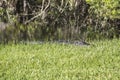 Sunbathing aligator alert and semihidden in the grass